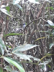 Terpsiphone bourbonnensis desolata