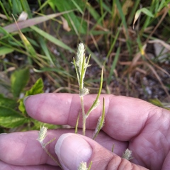 Corispermum hyssopifolium