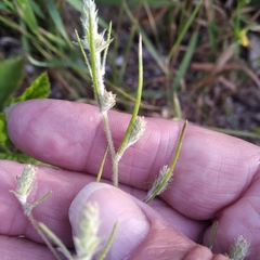 Corispermum hyssopifolium