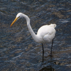 Ardea alba modesta
