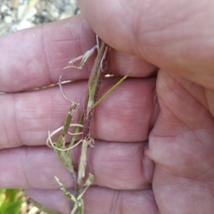 Corispermum hyssopifolium