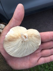 Lactarius flexuosus