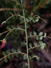 Bossiaea buxifolia