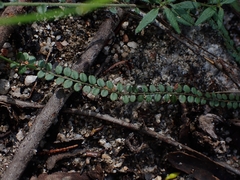 Bossiaea buxifolia