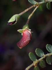 Bossiaea buxifolia