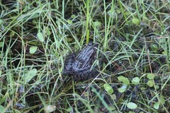 Lithobates chiricahuensis