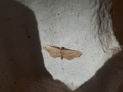 Idaea fractilineata