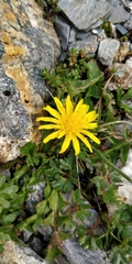 Taraxacum alpinum