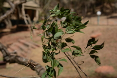 Heteromorpha arborescens abyssinica