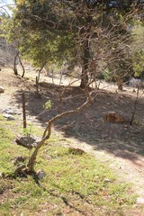 Heteromorpha arborescens abyssinica