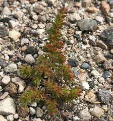 Crassula colorata