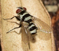 Trigonospila transvittata