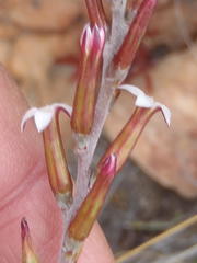 Adromischus triflorus