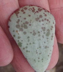 Adromischus triflorus