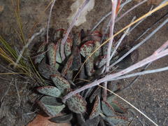 Adromischus triflorus
