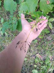 Chaerophyllum aromaticum