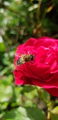 Eristalis tenax