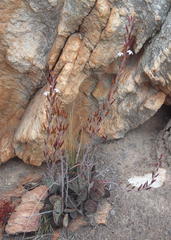 Adromischus triflorus