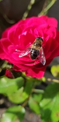 Eristalis tenax