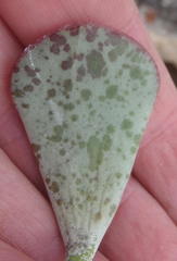 Adromischus triflorus