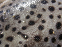 Lagocephalus sceleratus