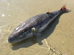 Lagocephalus sceleratus