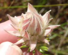 Phylica dodii