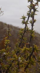 Aspalathus hirta hirta