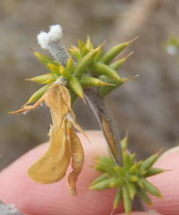 Aspalathus hirta hirta