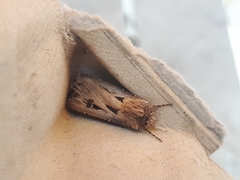 Agrotis spinifera
