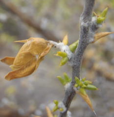 Aspalathus hirta hirta