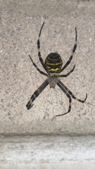 Argiope bruennichi