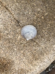 Felaniella usta