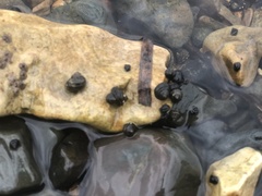 Littorina brevicula