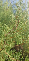 Tamarix gallica
