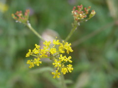 Leiotulus aureus