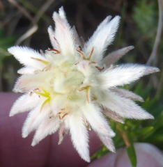 Phylica dodii