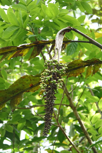 Alpinia boia