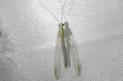 Chrysopa coloradensis