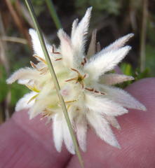 Phylica dodii