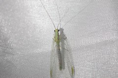 Chrysopa coloradensis