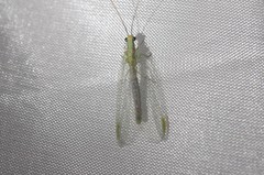 Chrysopa coloradensis