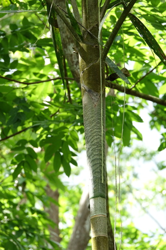 Veitchia vitiensis in life