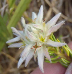 Phylica dodii