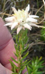 Phylica dodii