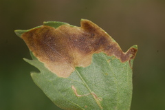 Nemorimyza posticata