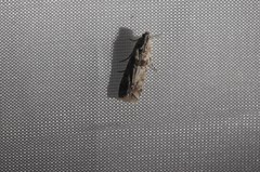 Ancylosis undulatella