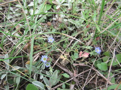 Gentiana squarrosa