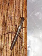 Tarachodes sanctus