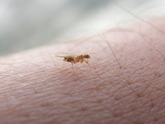 Nylanderia jaegerskioeldi